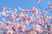 ../galleries/2021.04.02_Ostern_in_Niedernhausen_-_Tag_1_-_Opel-Zoo/DSC_0028.thumbnail.jpg