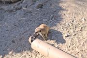 ../galleries/2021.04.02_Ostern_in_Niedernhausen_-_Tag_1_-_Opel-Zoo/DSC_9913.thumbnail.jpg