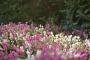 ../galleries/2021.04.04_Ostern_in_Niedernhausen_-_Tag_3_-_Ostersonntag/DSC_0126.thumbnail.jpg