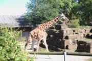 ../galleries/2021.09.05_Zoo_Stuttgart/DSC_1347.thumbnail.jpg