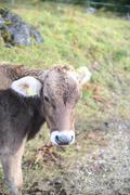 ../galleries/2021.10.07_Urlaub_Allgäu_-_Tag_5_-_Gaisalpe/DSC_1749.thumbnail.jpg