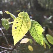 ../galleries/2021.10.24_Wandern_in_Lorch/DSC_2080.thumbnail.jpg