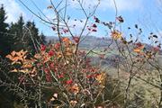 ../galleries/2021.11.07_Wandern_Weiler_idB/DSC_2119.thumbnail.jpg