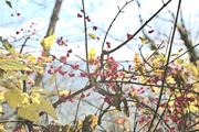../galleries/2021.11.07_Wandern_Weiler_idB/DSC_2129.thumbnail.jpg