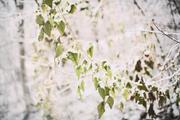 ../galleries/2021.12.11_Spaziergang_Aalbäumle_im_Schnee/DSC_2301.thumbnail.jpg