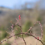 ../galleries/2022.01.01_Wanderung_Weiler_idB/DSC_2413.thumbnail.jpg