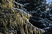 ../galleries/2022.01.08_Spaziergang_Tauchenweiler/DSC_2587.thumbnail.jpg
