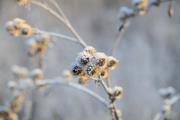 ../galleries/2022.01.16_Spaziergang_Aalbäumle/DSC_2661.thumbnail.jpg