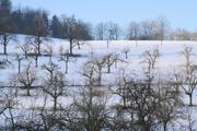 ../galleries/2022.01.16_Spaziergang_Aalbäumle/DSC_2662.thumbnail.jpg
