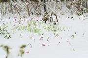 ../galleries/2022.04.04_Blumen/DSC_2759.thumbnail.jpg