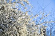 ../galleries/2022.04.04_Blumen/DSC_2761.thumbnail.jpg