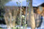 ../galleries/2022.04.04_Blumen/DSC_2763.thumbnail.jpg