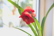 ../galleries/2022.04.04_Blumen/DSC_2765.thumbnail.jpg