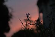 ../galleries/2022.08.05_Sonnenuntergang_im_Garten/DSC_3614.thumbnail.jpg