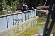 ../galleries/2022.08.21_Zoo_Wilhelma_Stuttgart/DSC_3740.thumbnail.jpg