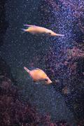 ../galleries/2022.08.21_Zoo_Wilhelma_Stuttgart/DSC_3772.thumbnail.jpg