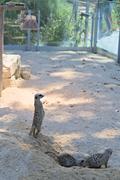 ../galleries/2022.08.21_Zoo_Wilhelma_Stuttgart/DSC_3795.thumbnail.jpg