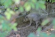 ../galleries/2022.08.21_Zoo_Wilhelma_Stuttgart/DSC_3800.thumbnail.jpg