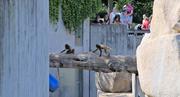../galleries/2022.08.21_Zoo_Wilhelma_Stuttgart/DSC_3825.thumbnail.jpg