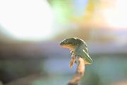 ../galleries/2022.08.21_Zoo_Wilhelma_Stuttgart/DSC_3897.thumbnail.jpg
