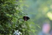../galleries/2022.08.21_Zoo_Wilhelma_Stuttgart/DSC_3933.thumbnail.jpg