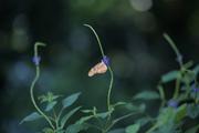 ../galleries/2022.08.21_Zoo_Wilhelma_Stuttgart/DSC_3935.thumbnail.jpg