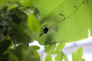 ../galleries/2022.08.21_Zoo_Wilhelma_Stuttgart/DSC_3936.thumbnail.jpg