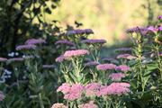 ../galleries/2022.09.03_Urlaub_Amrum_-_Tag_1_-_Garten/DSC_4007.thumbnail.jpg