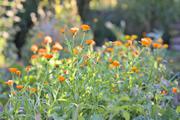 ../galleries/2022.09.03_Urlaub_Amrum_-_Tag_1_-_Garten/DSC_4020.thumbnail.jpg