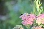 ../galleries/2022.09.03_Urlaub_Amrum_-_Tag_1_-_Garten/DSC_4037.thumbnail.jpg