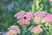 ../galleries/2022.09.03_Urlaub_Amrum_-_Tag_1_-_Garten/DSC_4038.thumbnail.jpg