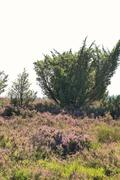 ../galleries/2022.09.04_Urlaub_Amrum_-_Tag_2_-_Spaziergang_Heide/DSC_4063.thumbnail.jpg