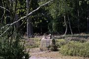 ../galleries/2022.09.04_Urlaub_Amrum_-_Tag_2_-_Spaziergang_Heide/DSC_4064.thumbnail.jpg