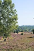 ../galleries/2022.09.04_Urlaub_Amrum_-_Tag_2_-_Spaziergang_Heide/DSC_4070.thumbnail.jpg