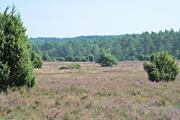 ../galleries/2022.09.04_Urlaub_Amrum_-_Tag_2_-_Spaziergang_Heide/DSC_4075.thumbnail.jpg