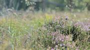 ../galleries/2022.09.04_Urlaub_Amrum_-_Tag_2_-_Spaziergang_Heide/DSC_4099.thumbnail.jpg