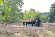 ../galleries/2022.09.04_Urlaub_Amrum_-_Tag_2_-_Spaziergang_Heide/DSC_4160.thumbnail.jpg