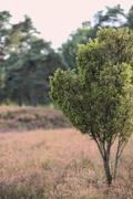 ../galleries/2022.09.04_Urlaub_Amrum_-_Tag_2_-_Spaziergang_Heide/DSC_4188.thumbnail.jpg
