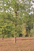 ../galleries/2022.09.04_Urlaub_Amrum_-_Tag_2_-_Spaziergang_Heide/DSC_4189.thumbnail.jpg
