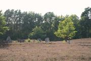 ../galleries/2022.09.04_Urlaub_Amrum_-_Tag_2_-_Spaziergang_Heide/DSC_4192.thumbnail.jpg