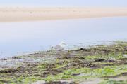 ../galleries/2022.09.07_Urlaub_Amrum_-_Tag_5_-_Strand/DSC_4283.thumbnail.jpg