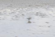 ../galleries/2022.09.07_Urlaub_Amrum_-_Tag_5_-_Strand/DSC_4290.thumbnail.jpg
