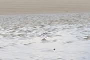../galleries/2022.09.07_Urlaub_Amrum_-_Tag_5_-_Strand/DSC_4295.thumbnail.jpg