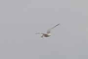../galleries/2022.09.07_Urlaub_Amrum_-_Tag_5_-_Strand/DSC_4346.thumbnail.jpg