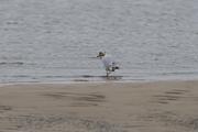 ../galleries/2022.09.07_Urlaub_Amrum_-_Tag_5_-_Strand/DSC_4366.thumbnail.jpg