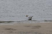 ../galleries/2022.09.07_Urlaub_Amrum_-_Tag_5_-_Strand/DSC_4368.thumbnail.jpg