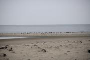 ../galleries/2022.09.07_Urlaub_Amrum_-_Tag_5_-_Strand/DSC_4371.thumbnail.jpg