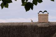 ../galleries/2022.09.07_Urlaub_Amrum_-_Tag_5_-_Strand/DSC_4392.thumbnail.jpg