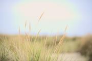 ../galleries/2022.09.08_Urlaub_Amrum_-_Tag_6_-_Wittdün/DSC_4413.thumbnail.jpg