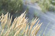 ../galleries/2022.09.10_Urlaub_Amrum_-_Tag_8_-_Dünenwanderweg_und_Sonnenuntergang/DSC_4632.thumbnail.jpg